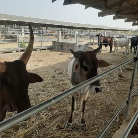 WhatsApp Image 2026-01-22 at 8.22.09 PM